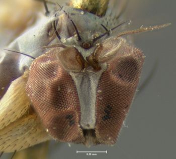 Media type: image;   Entomology 13001 Aspect: head frontal view